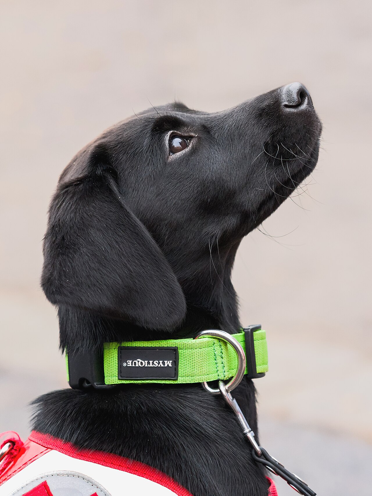Cachorro usando coleira e guia durante um passeio