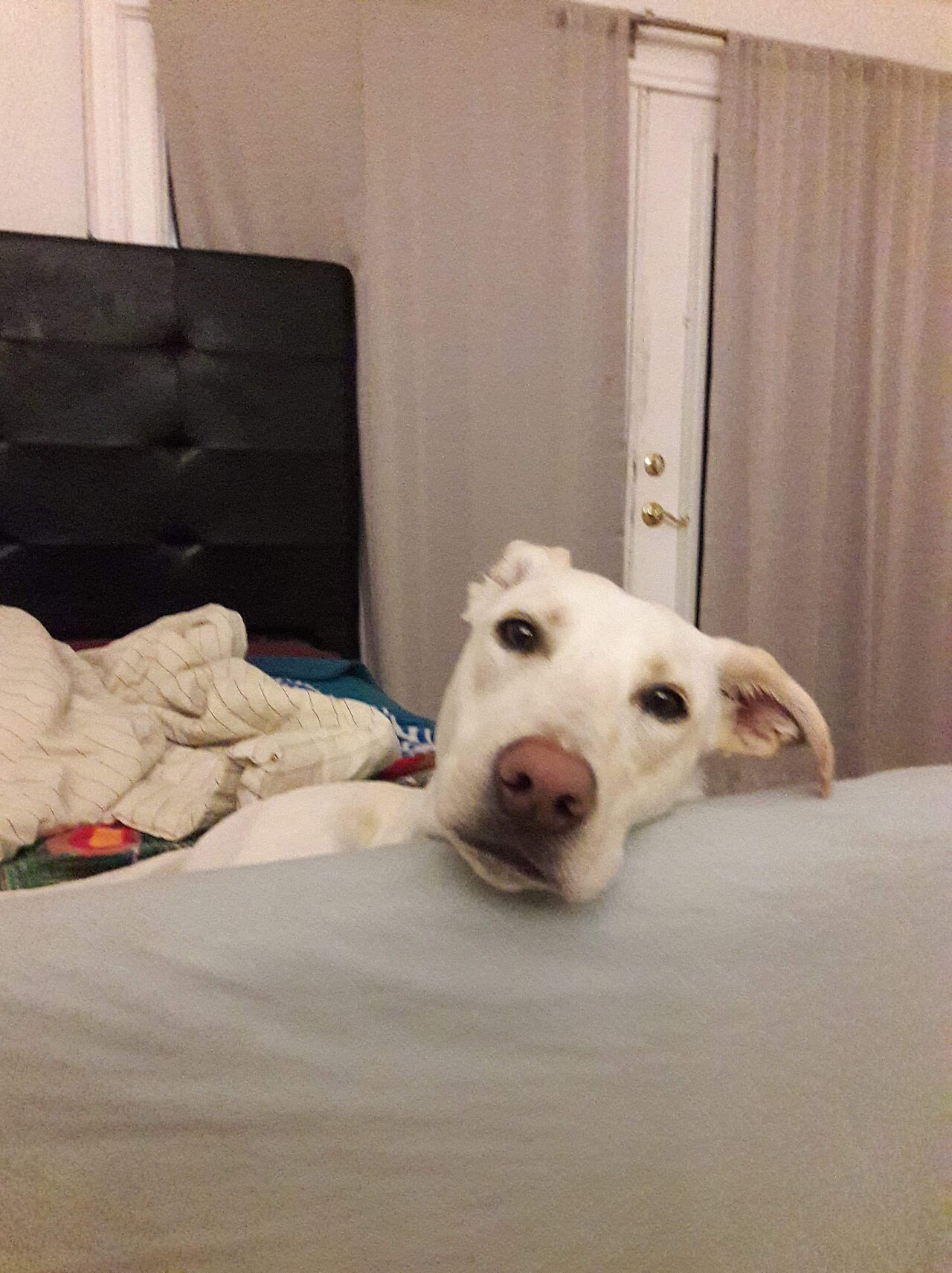 Cachorro dormindo confortavelmente em uma cama